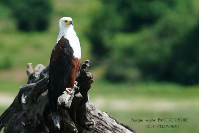 075 African Fish Eagle.JPG