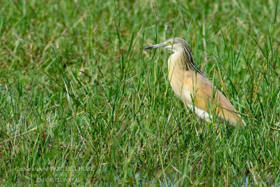 077 Squacco Heron.JPG