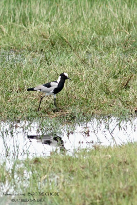 078 Blacksmith Lapwing.JPG