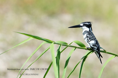 079 Pied Kingfisher male.JPG