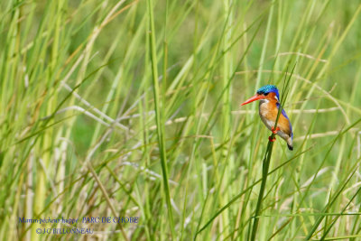 080 Malachite Kingfisher.JPG