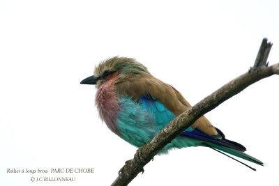 081 Lilac-breasted Roller.JPG