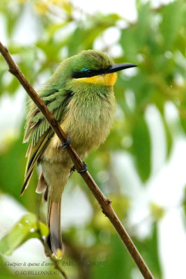 082 Swallow-tailed Bee-eater.JPG