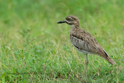 083 Water Thick-knee.JPG