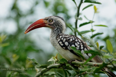 084 southern Red-billed Hornbill.JPG