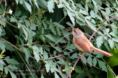 085 Tawny-flanked Prinia.JPG