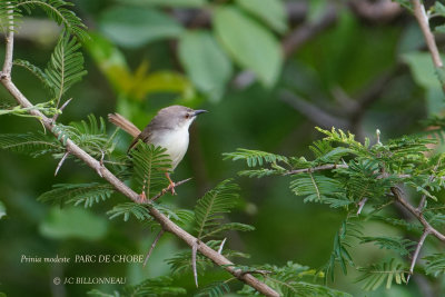 086 Tawny-flanked Prinia.JPG