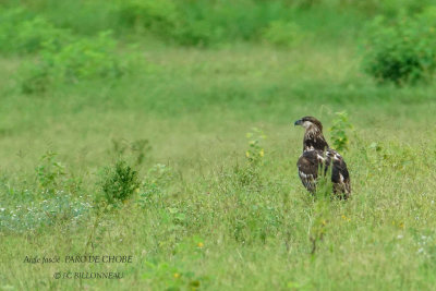 090 African Hawk-Eagle.JPG