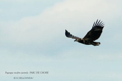 091 African Fish Eagle juvenile.JPG