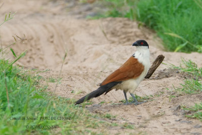 092 Senegal Coucal.JPG