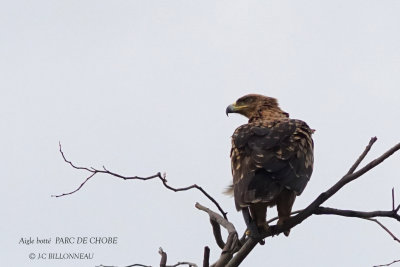 093 Booted Eagle.JPG