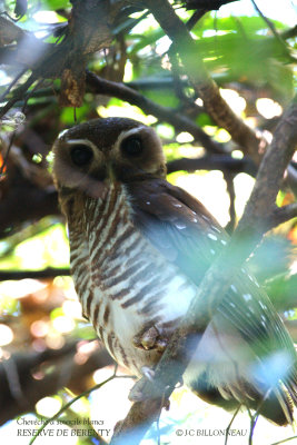 Galerie: MADAGASCAR (oiseaux)