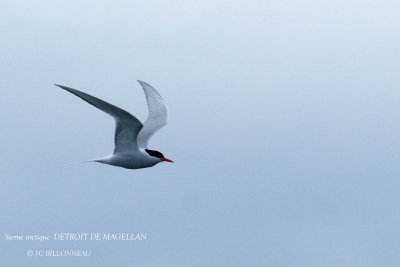 002 Arctic Tern.jpg