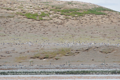 003 Colonies of penguins and gulls.jpg