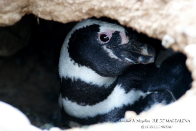004 Magellanic Penguin.jpg