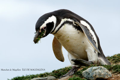005 Magellanic Penguin.jpg