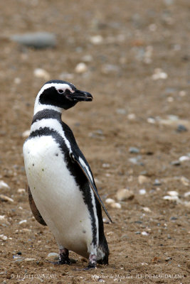 006 Magellanic Penguin.jpg