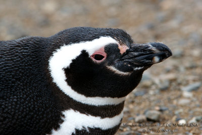 007 Magellanic Penguin.jpg