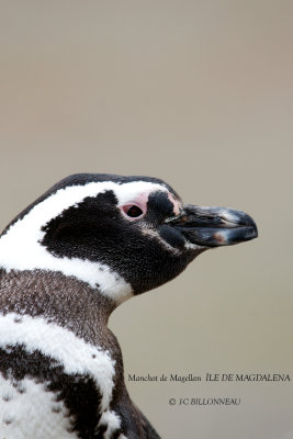 008 Magellanic Penguin.jpg