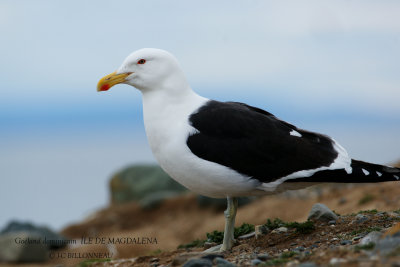 009 Kelp Gull.jpg