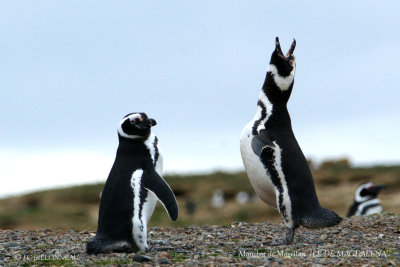 012 Magellanic Penguin.jpg