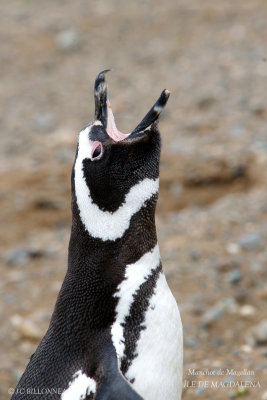 013 Magellanic Penguin.jpg
