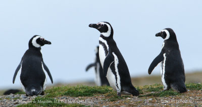 015 Magellanic Penguin.jpg