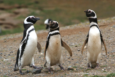 016 Magellanic Penguin.jpg