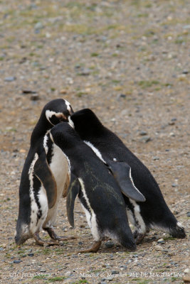 017 Magellanic Penguin.jpg