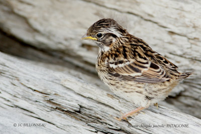 024 Rufous-collared Sparrow juvenile.jpg