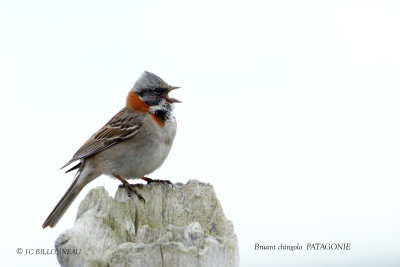 025 Rufous-collared Sparrow.jpg