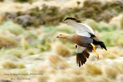 026 Upland Goose female.jpg