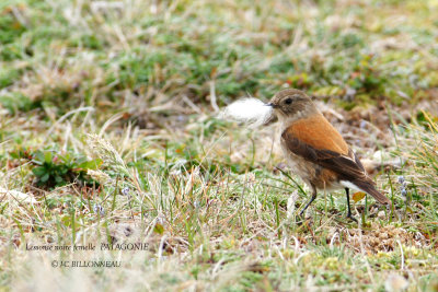 028 Austral Negrito female.jpg