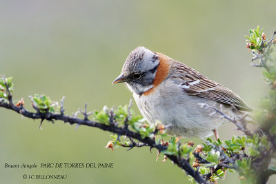 036 Rufous-collared Sparrow.jpg
