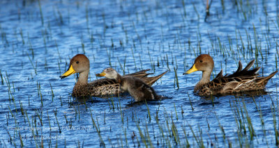 043 Yellow-billed Pintail.jpg