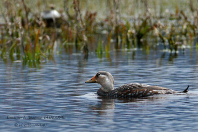 047 Flying Steamer Duck.jpg