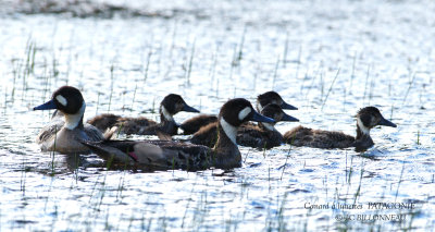 048 Bronze-winged Duck.jpg