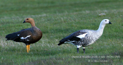 049 Upland Goose female and male.jpg