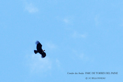054 Andean Condor.jpg