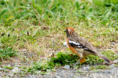 066 Rufous-tailed Plantcutter male.jpg