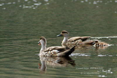 067 Crested Duck.jpg