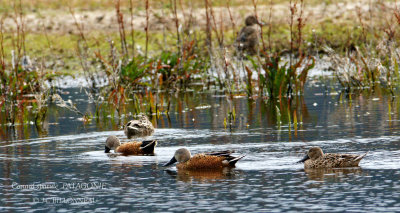 069 Red Shoveler.jpg