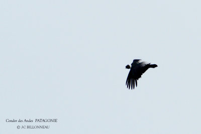 075 Andean Condor.jpg