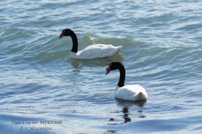 076 Black-necked Swan.jpg