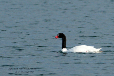 077 Black-necked Swan.jpg