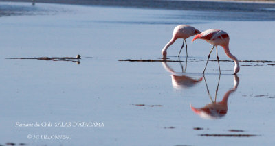 078 Chilean Flamingo.jpg