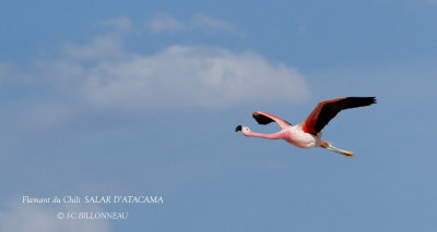 079 Chilean Flamingo.jpg
