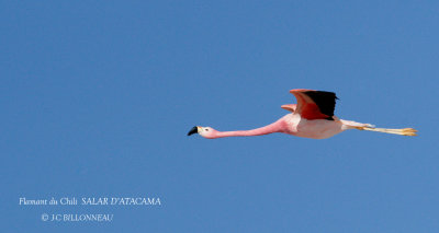 080 Chilean Flamingo.jpg