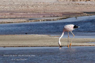 081 Andean Flamingo.jpg