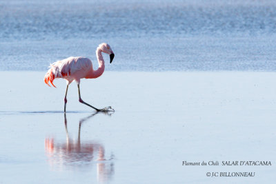 082 Chilean Flamingo.jpg